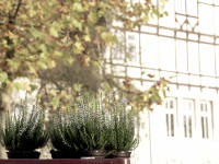 heather in pots in front of the city hall of the city bergen in lower saxony