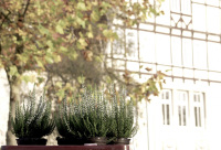 heather in pots in front of the city hall of the city bergen in lower saxony