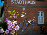pink spring blossoms in front of the facade of the event hall of the city bergen in lower saxony