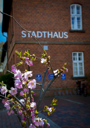 pink spring blossoms in front of the facade of the event hall of the city bergen in lower saxony
