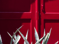 aloe vera in front of a red wooden door in the old town of rhodes