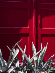 aloe vera in front of a red wooden door in the old town of rhodes