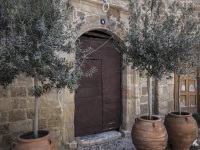 three olive trees in big clay pots in front of a dark brown wooden door in the old town of rhodes
