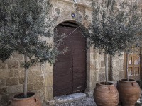 three olive trees in big clay pots in front of a dark brown wooden door in the old town of rhodes