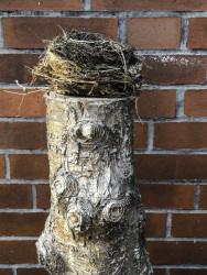 a bird\'s nest on an old tree trunk in front of a red stonework