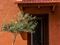 a small olive tree in front of a red house in the old town of rhodes