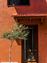 a small olive tree in front of a red house in the old town of rhodes