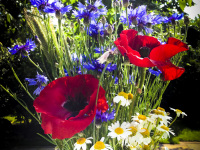 a big colorful bouquet of meadow flowers with poppies, cornflowers and marguerites