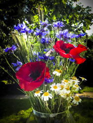 a big colorful bouquet of meadow flowers with poppies, cornflowers and marguerites