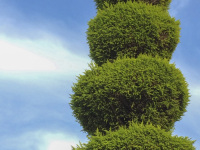 an artful in balls cutted conifer in front of a blue sky