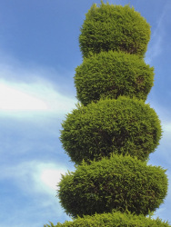 an artful in balls cutted conifer in front of a blue sky