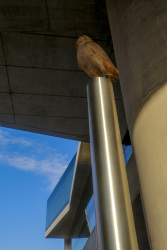 an owl on a stele at the entrance of the acropolis museum in makriyanni in athens