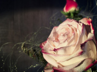 in front of a grey wooden wall a white rose with red elements is sining in a evening light