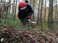 self-portrait after felling a tree