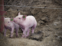 two little rose colored piglets romp together in brown sand