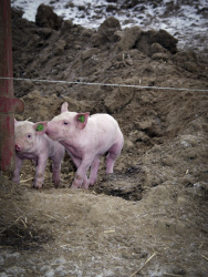 two little rose colored piglets romp together in brown sand