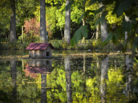 big oak trunks and a wooden house for ducks are reflected in a lake