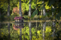 big oak trunks and a wooden house for ducks are reflected in a lake