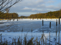 Behind the reeds you can see some people skating on a frozen lake