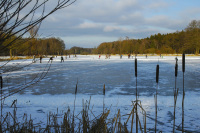 Behind the reeds you can see some people skating on a frozen lake