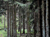 brown tree trunks of some spruces in the forest