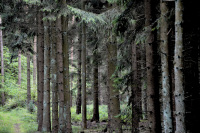 brown tree trunks of some spruces in the forest