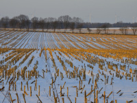behind a snowy stubblefield you see trees and wind turbines