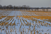 behind a snowy stubblefield you see trees and wind turbines