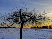 a bare fruit tree is standing at a winter sunset light in front of a snowy field