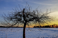 a bare fruit tree is standing at a winter sunset light in front of a snowy field