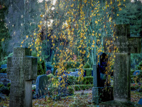 branches of a birch tree with yellow leaves is hanging above tombstones on a cemetery