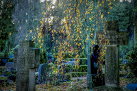 branches of a birch tree with yellow leaves is hanging above tombstones on a cemetery