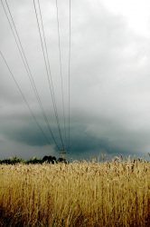 under a dark cloudy sky power lines are leading over a yellow barley field