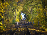 train tracks are leading through a yellow colored autumnal deciduous forest