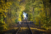 train tracks are leading through a yellow colored autumnal deciduous forest
