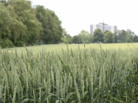 you see trees and a big house behind a green wheat field