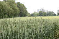 you see trees and a big house behind a green wheat field
