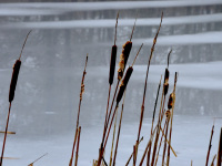 dark brown reed are standing in front of a frozen lake