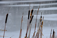 dark brown reed are standing in front of a frozen lake