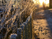 frozen shrubs and a frozen fence are illuminated by the winter evening sun