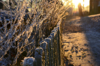 frozen shrubs and a frozen fence are illuminated by the winter evening sun