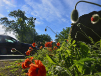 red poppies are standing next to a street where just a car is passing