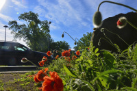 red poppies are standing next to a street where just a car is passing