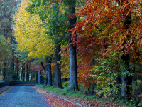 a cobblestone street leads along oak trees in autumn colors