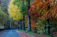 a cobblestone street leads along oak trees in autumn colors