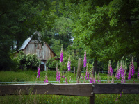 in a green landscape a family of foxgloves is standing behind a wooden fent