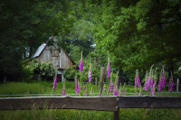 in a green landscape a family of foxgloves is standing behind a wooden fent