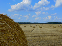 bales of straw are laying on the harvested field under a blue sky with funny clouds