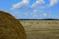 bales of straw are laying on the harvested field under a blue sky with funny clouds