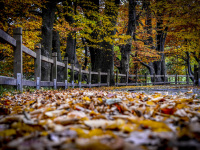 a park with oak trees, beech trees, a fent and a lot of autumn leaves